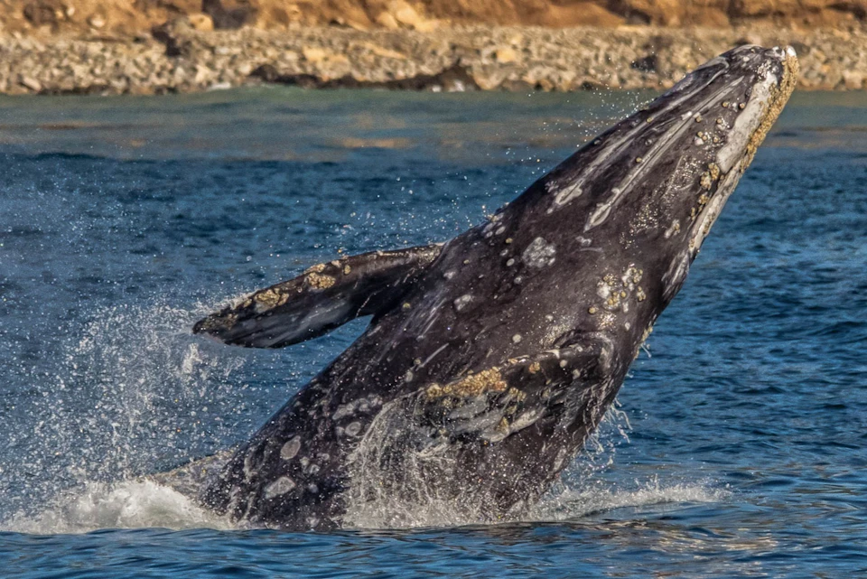 Long Beach Whale Watching & Dolphin
