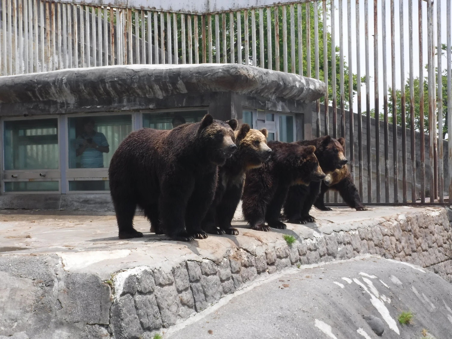 Noboribetsu Bear Park: Entry Ticket