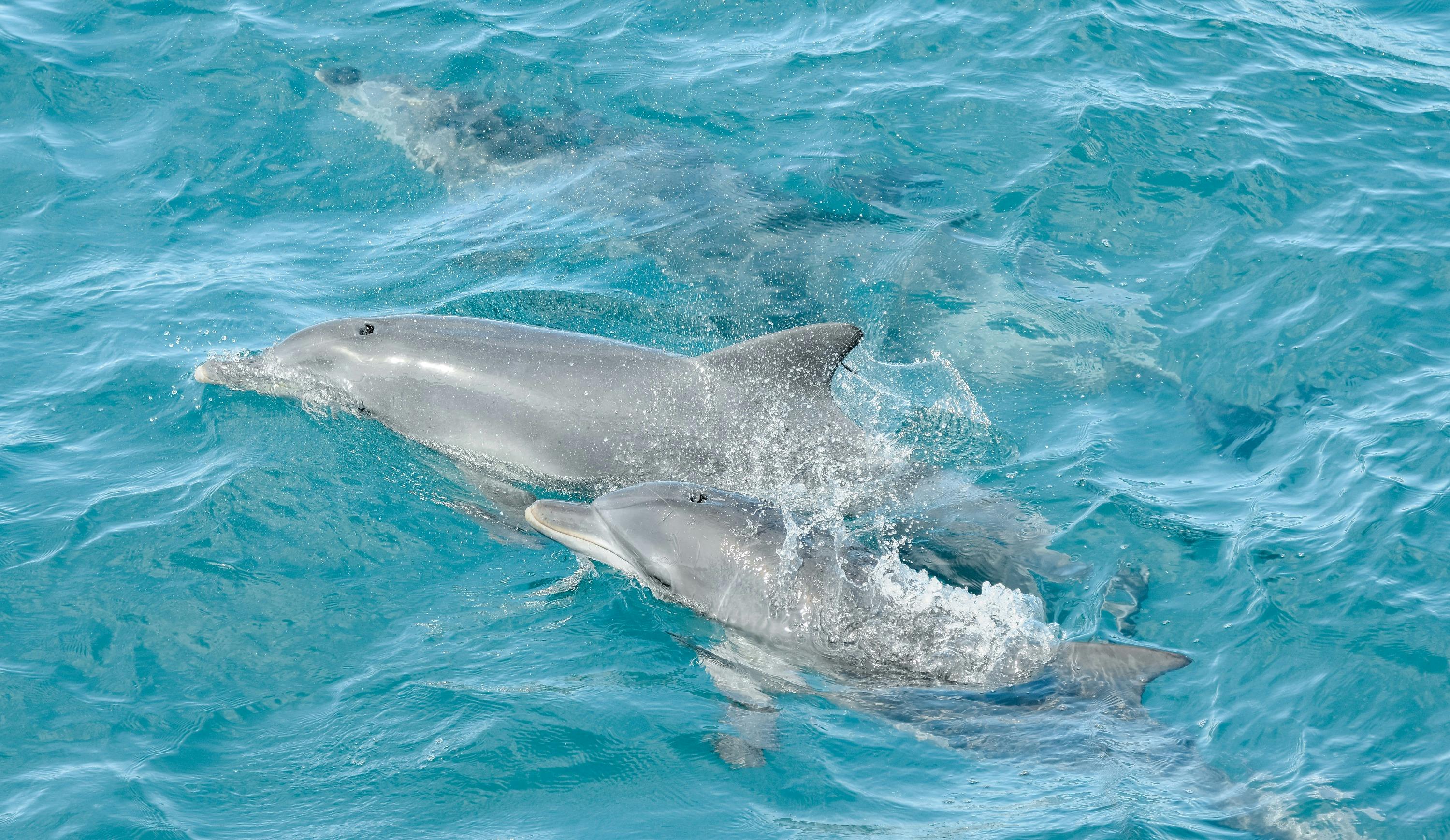 Port Stephens: Dolphin Discovery Cruise