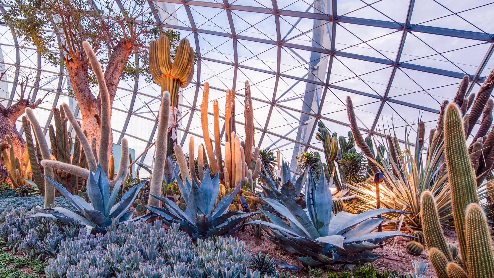 Různé vysoké kaktusy a sukulenty uvnitř skleněné zimní zahrady s kovovou konstrukcí podobnou mřížce.