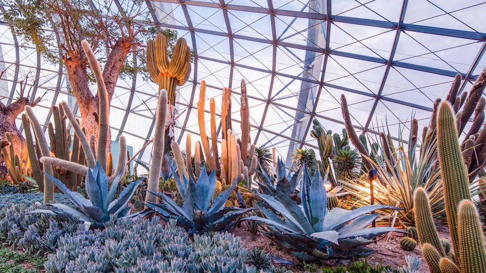 A variety of tall cacti and succulents inside a glass-domed conservatory with a grid-like metal framework.