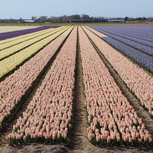 Keukenhof: Tour del Tulipán + Visita a Delft desde Ámsterdam