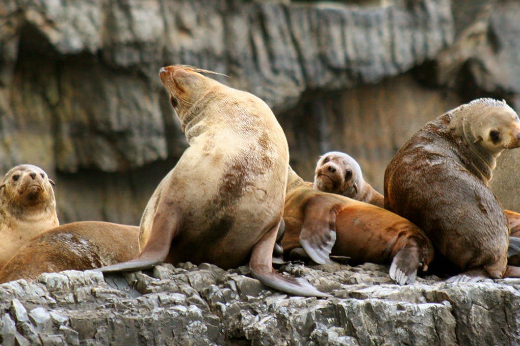 Tasman Island: Guided Tour from Hobart + Cruise + Lunch + Optional Port Arthur - Photo 2