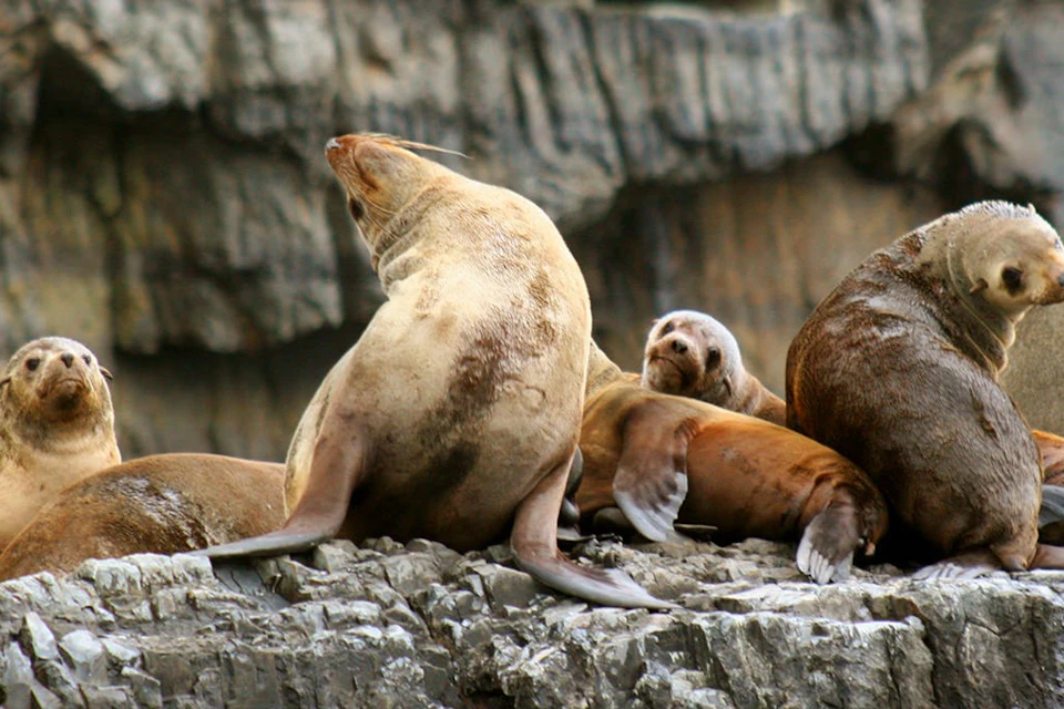 Several sea lions resting on a rocky surface, one of which is upright and looking upward.