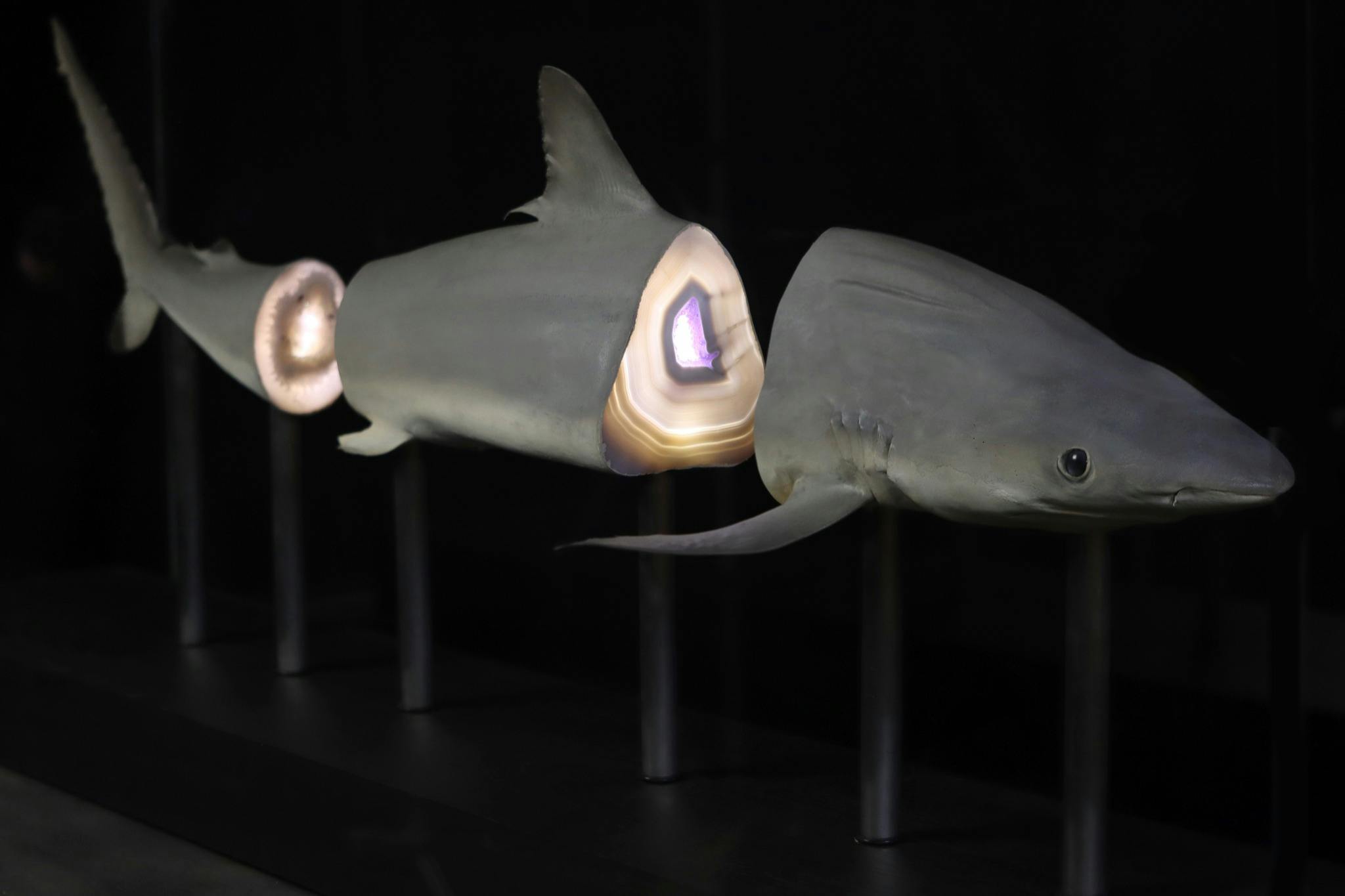 Exquisite Creatures Exhibit: Entry Ticket - Photo 6