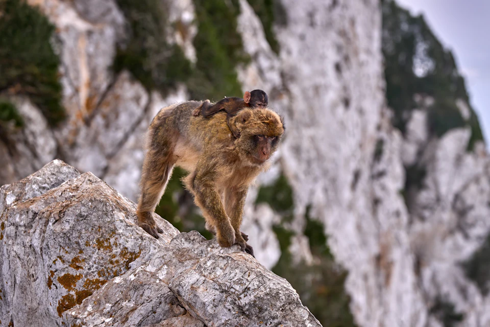 A monkey carrying a baby on its back, walking across rocky terrain against a blurred background of cliffs and greenery.