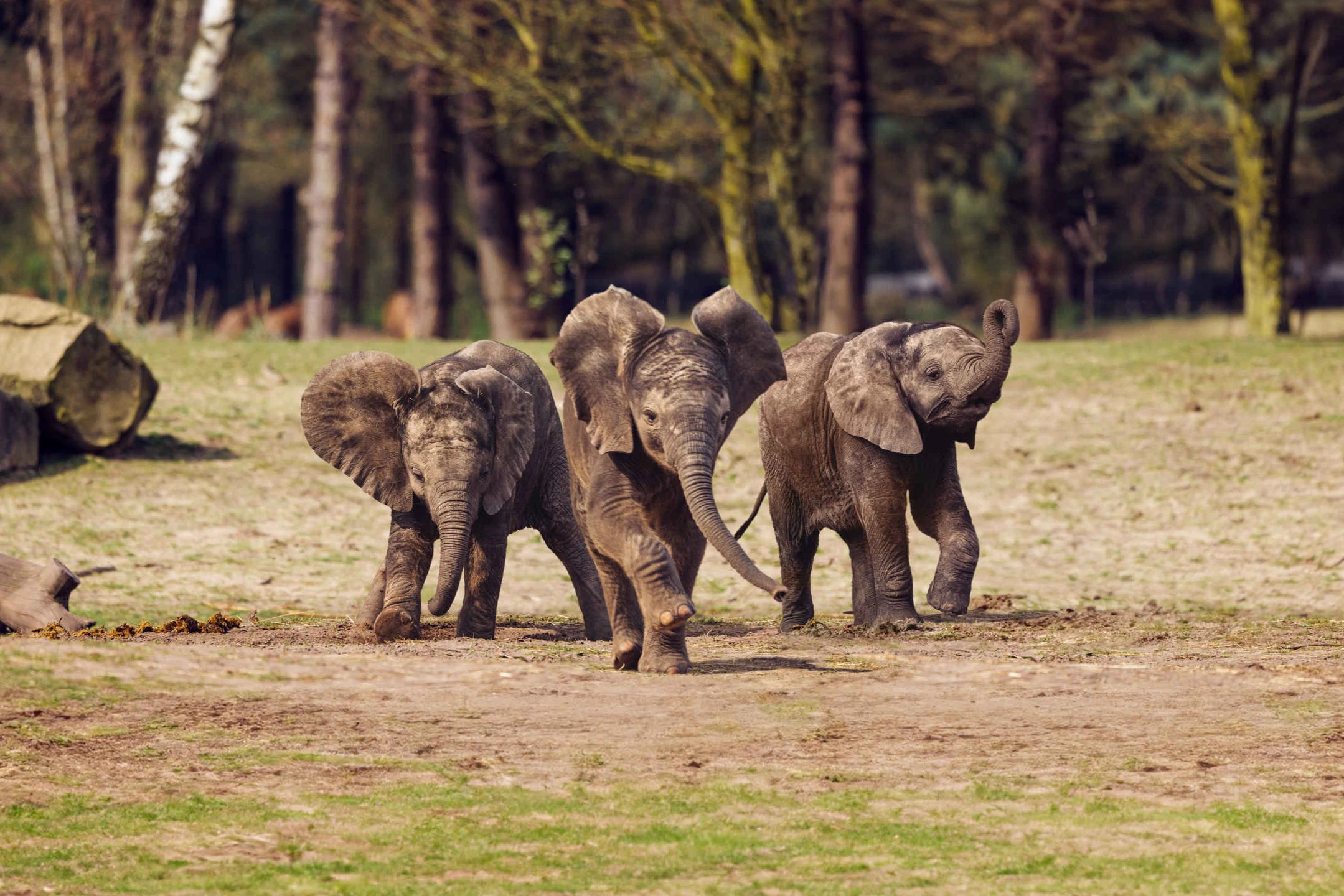 Beekse Bergen + ZOO Antwerpen: Entry Ticket