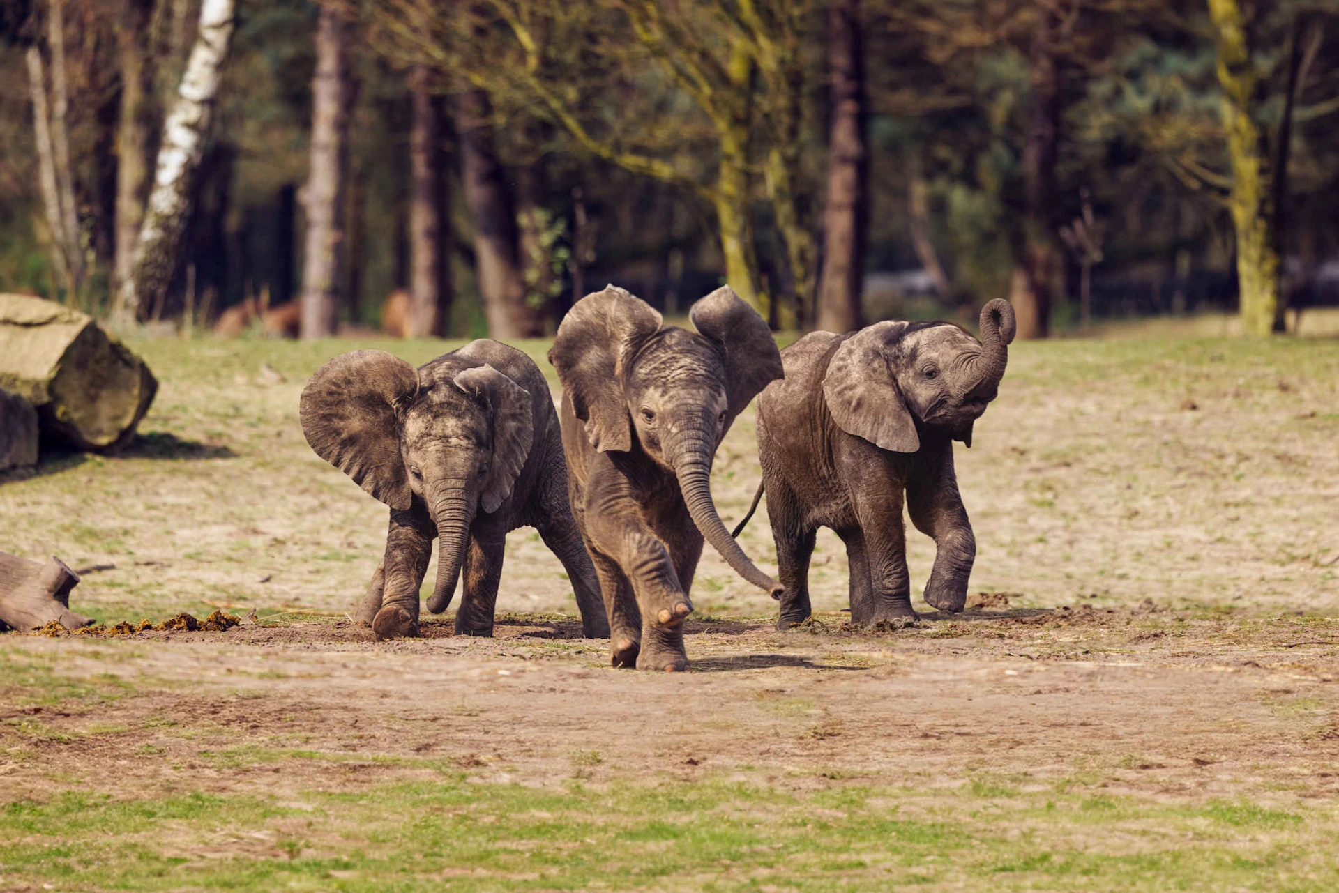 Three Little Elephants