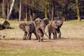 Tres petits elefants
