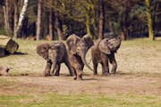 Tres elefantitos