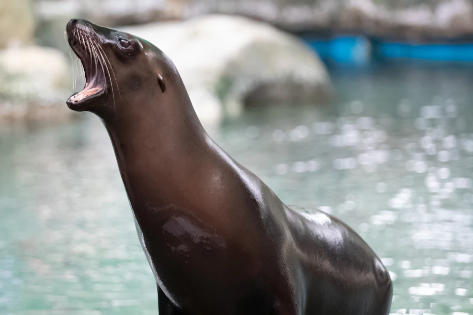 A sea lion with its mouth open near a body of water and rocks in the background.