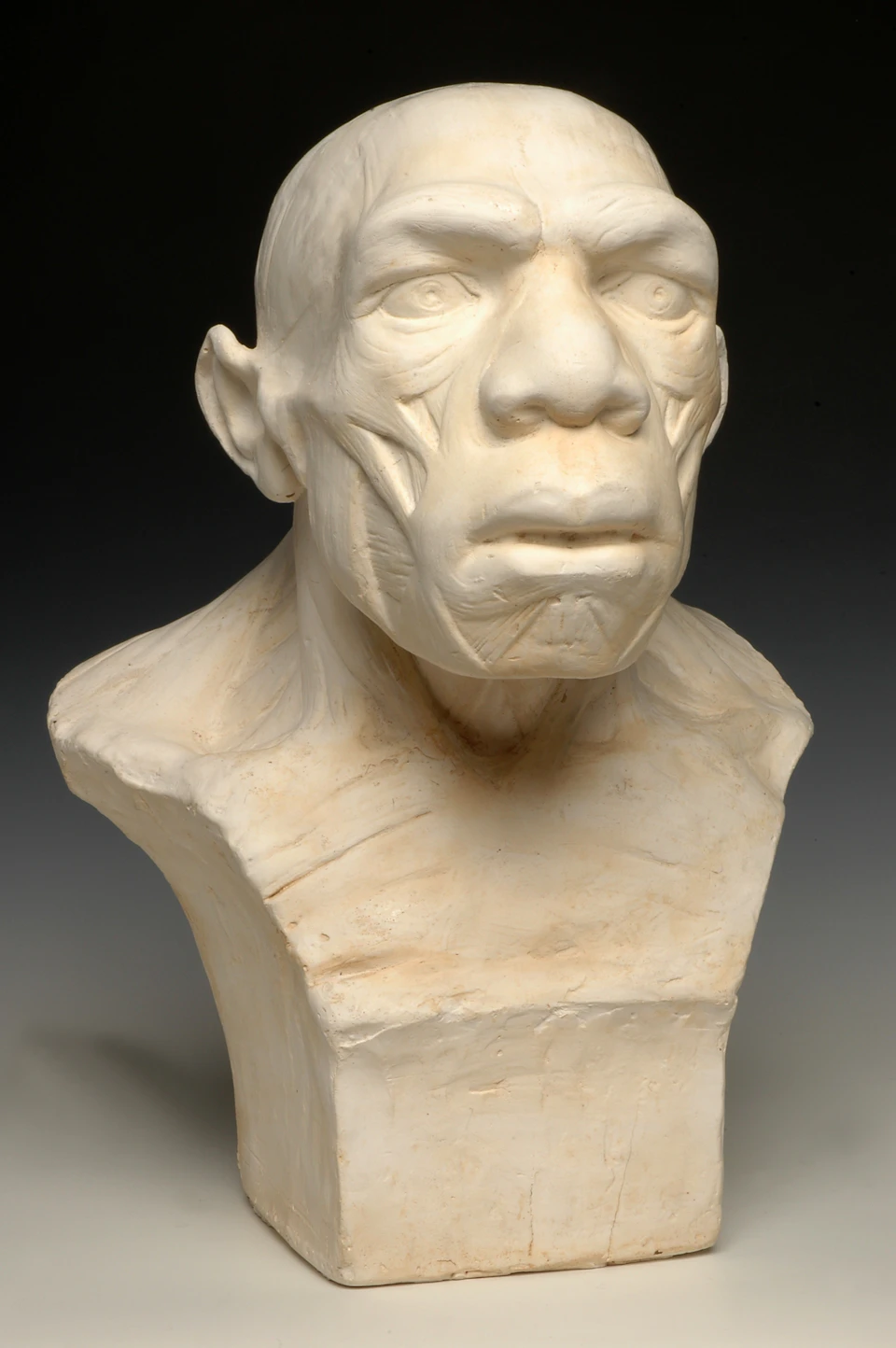 White sculpted bust of an early human with prominent facial features, viewed against a dark background.