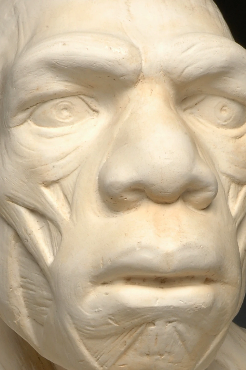 White sculpted bust of an early human with prominent facial features, viewed against a dark background.