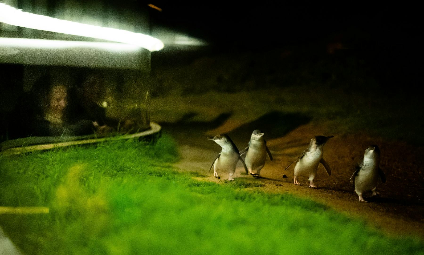 Phillip Island: Penguin Parade Ticket - Penguins Premium 3