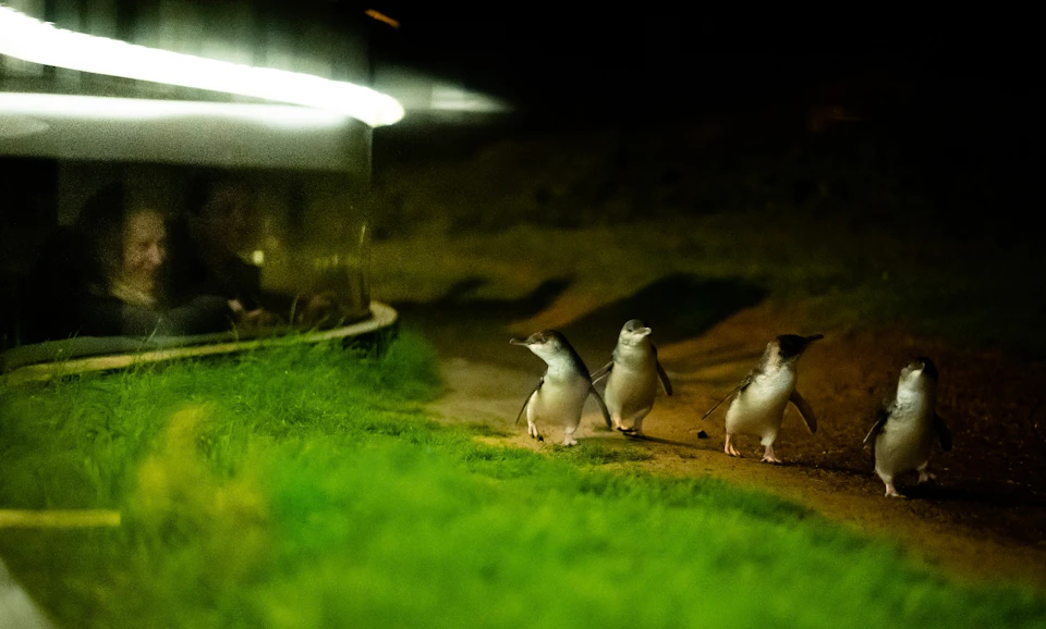 Three small penguins stand on a grassy surface near a glass enclosure at night.