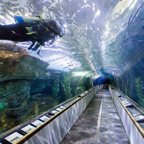 San Francisco: VIP Experience at Aquarium of the Bay - Photo 3