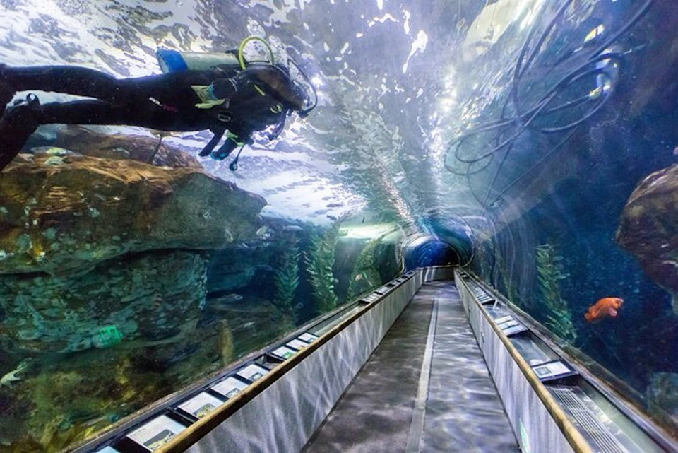 Aquarium Of the Bay