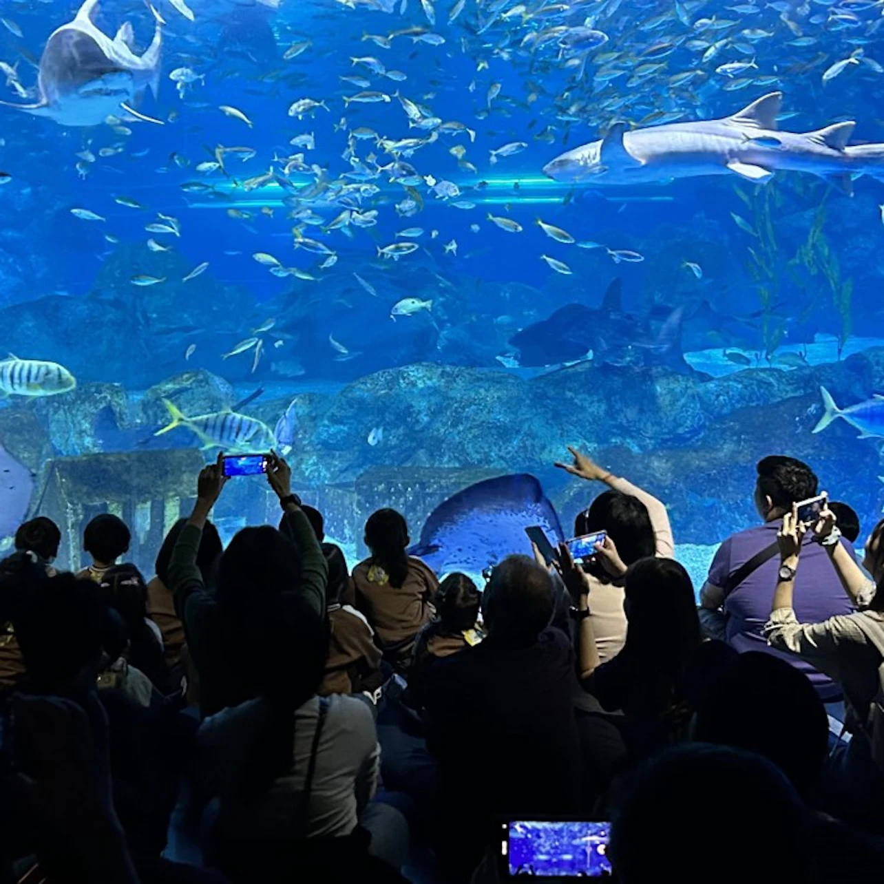 SEA LIFE COEX Seoul Aquarium: Entry Ticket in Seoul β Tiqets