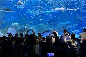 Coex Aquarium: Tickets