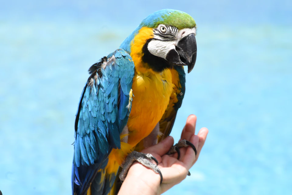 Parrot