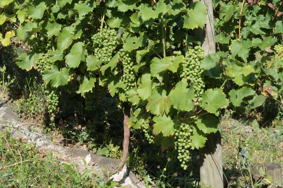Vignes