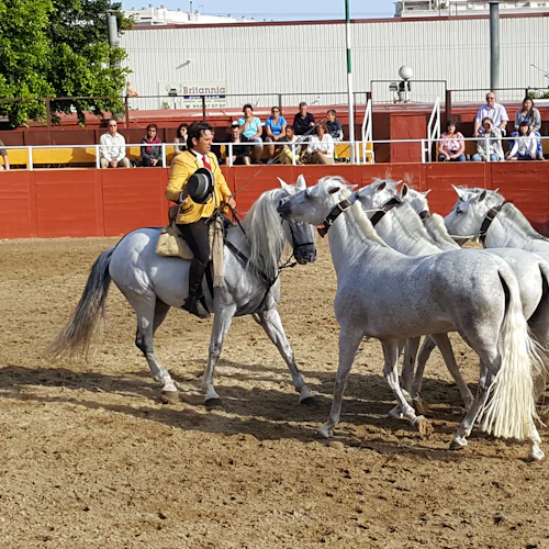 Las Lagunas de Mijas: Equestrian Show + Hotel Transfer