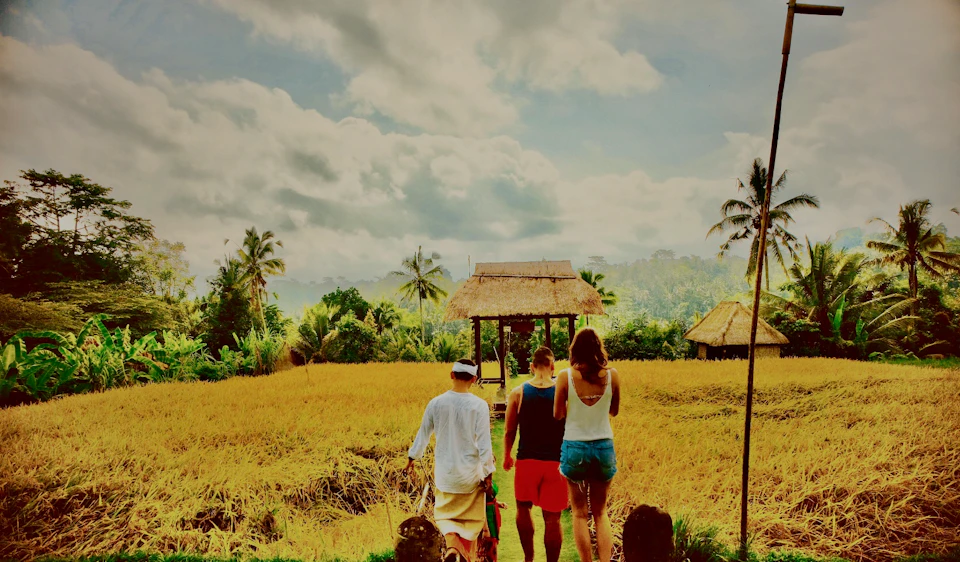 Three people walk through a golden rice field towards a thatched hut, surrounded by tropical trees under a cloudy sky.