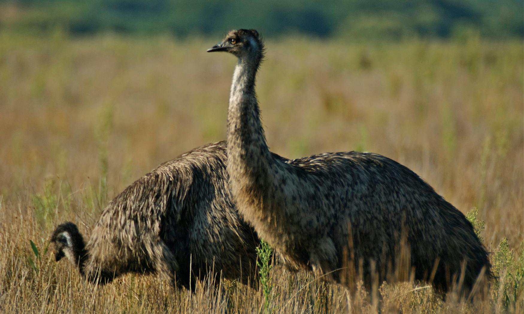 Δύο emus στέκονται σε ένα πεδίο ψηλού γρασιδιού, με θολό πράσινο στο παρασκήνιο.