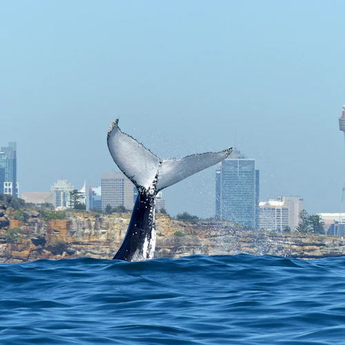 Sydney Harbour: Whale Watching Cruise + Breakfast/Lunch - Photo 8