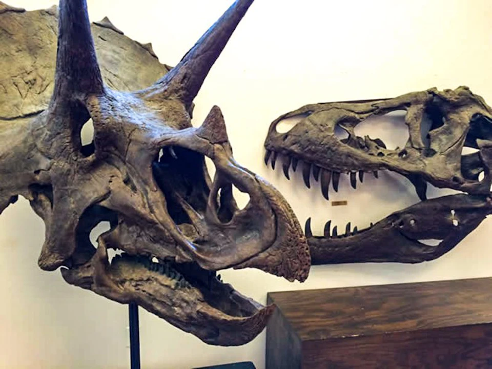 Two dinosaur skulls displayed in a museum; a Triceratops on the left and a carnivorous dinosaur on the right.