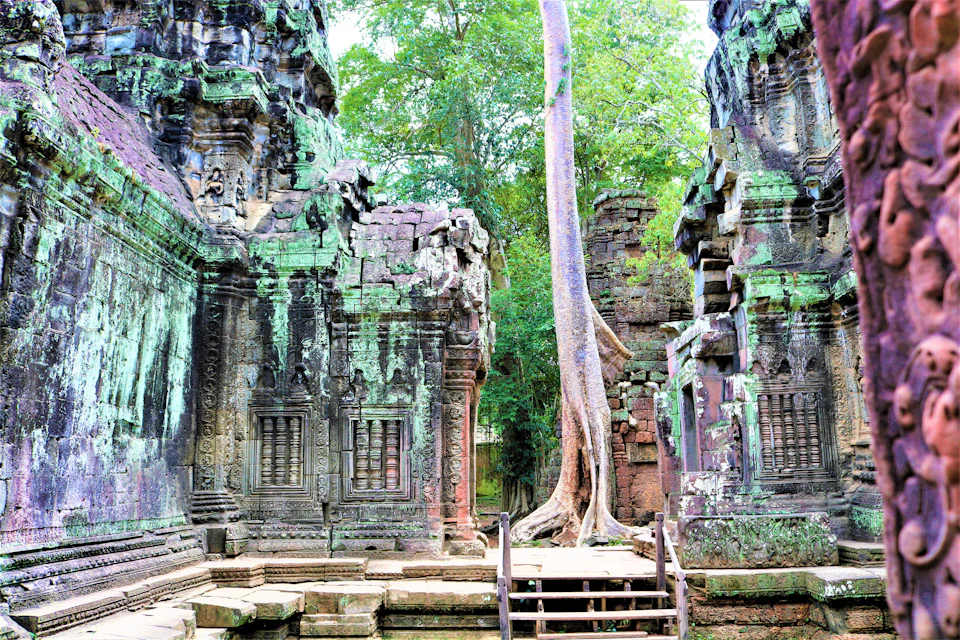 Ancient stone temple ruins entwined with large tree roots and surrounded by lush greenery. Steps and a wooden platform are in front.