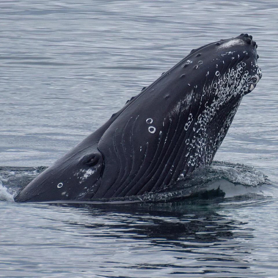 A humpback whale breaches the water's surface, its head covered in barnacles, in a calm sea.