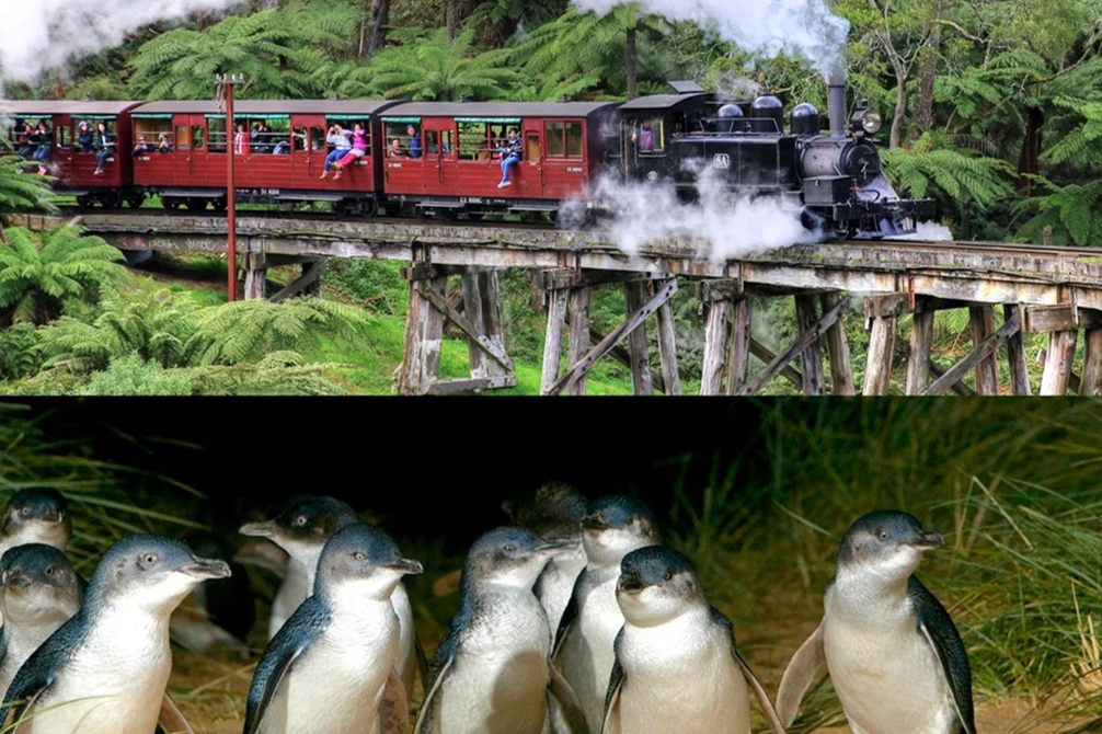 Puffing Billy e Phillip Island Penguin Parade: excursão de ônibus e trem saindo de Melbourne