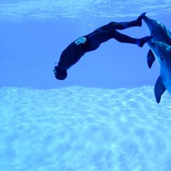 En person i våtdräkt är under vattnet med två delfiner, varav en trycker på personens fötter.