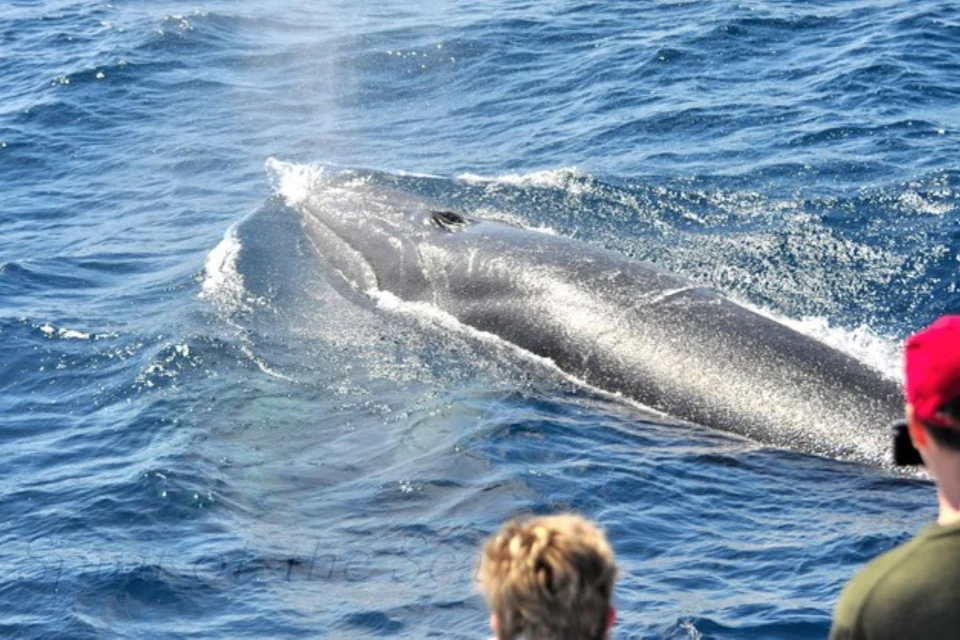 Avistamiento de Ballena desde la Cubierta del Spirit of the Sea