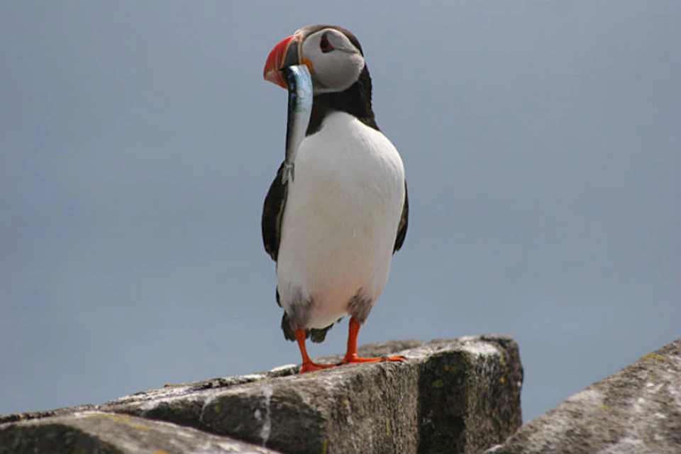 A puffin standing on a rock, holding a small fish in its beak against a muted blue background.