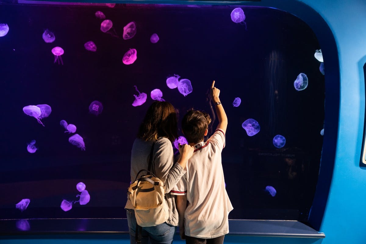 ジョージア水族館: 行列スキップチケット | オンラインで予約