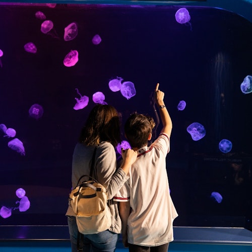 Georgia Aquarium: Skip the Ticket Line