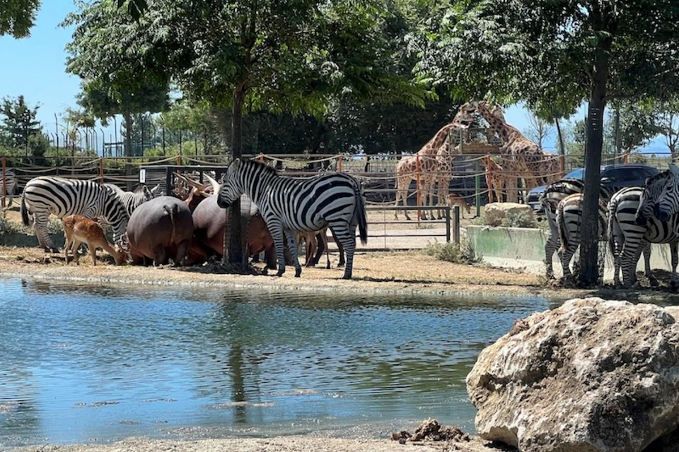 Animals