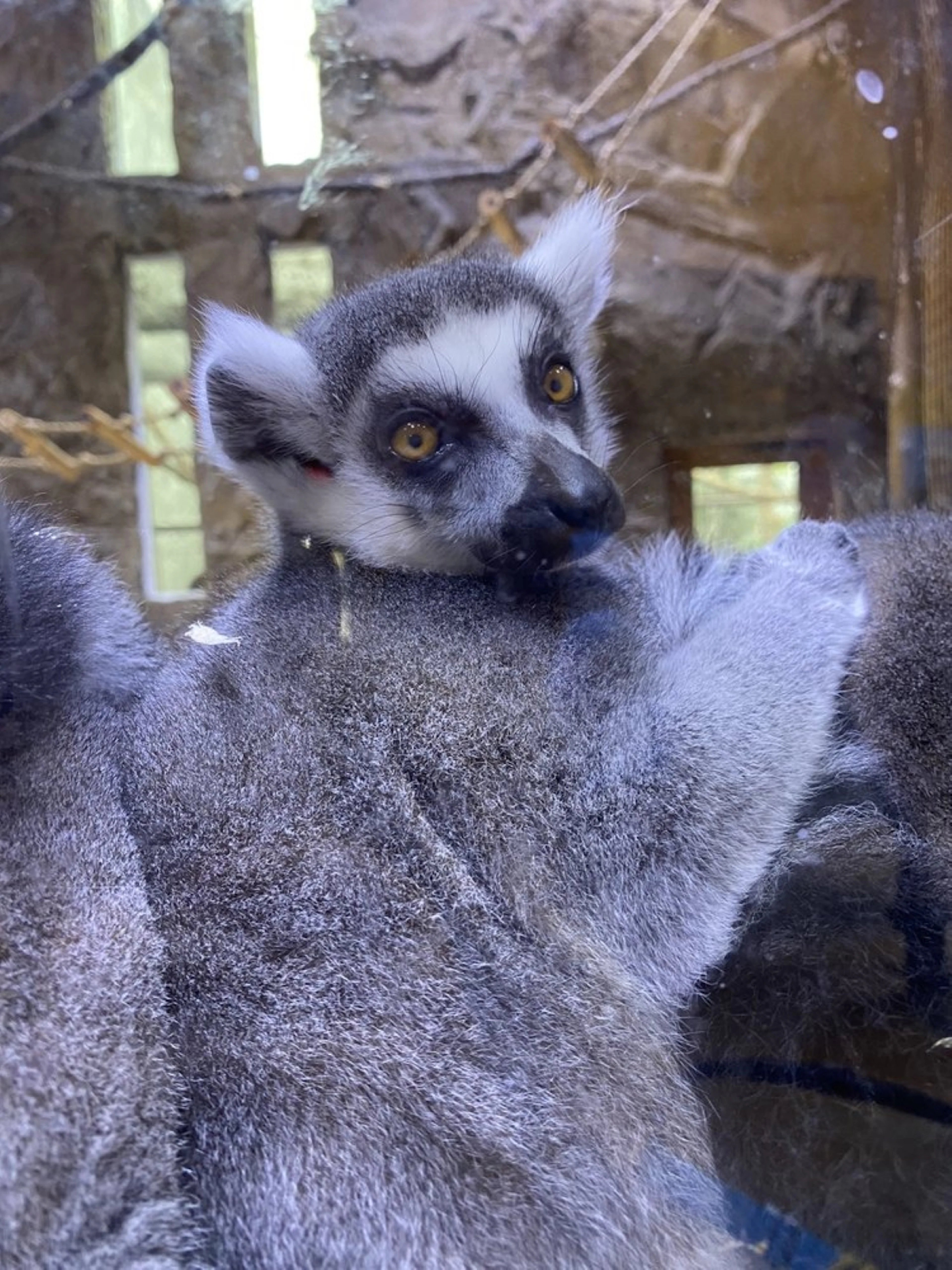 Houston Interactive Aquarium and Animal Preserve Tickets