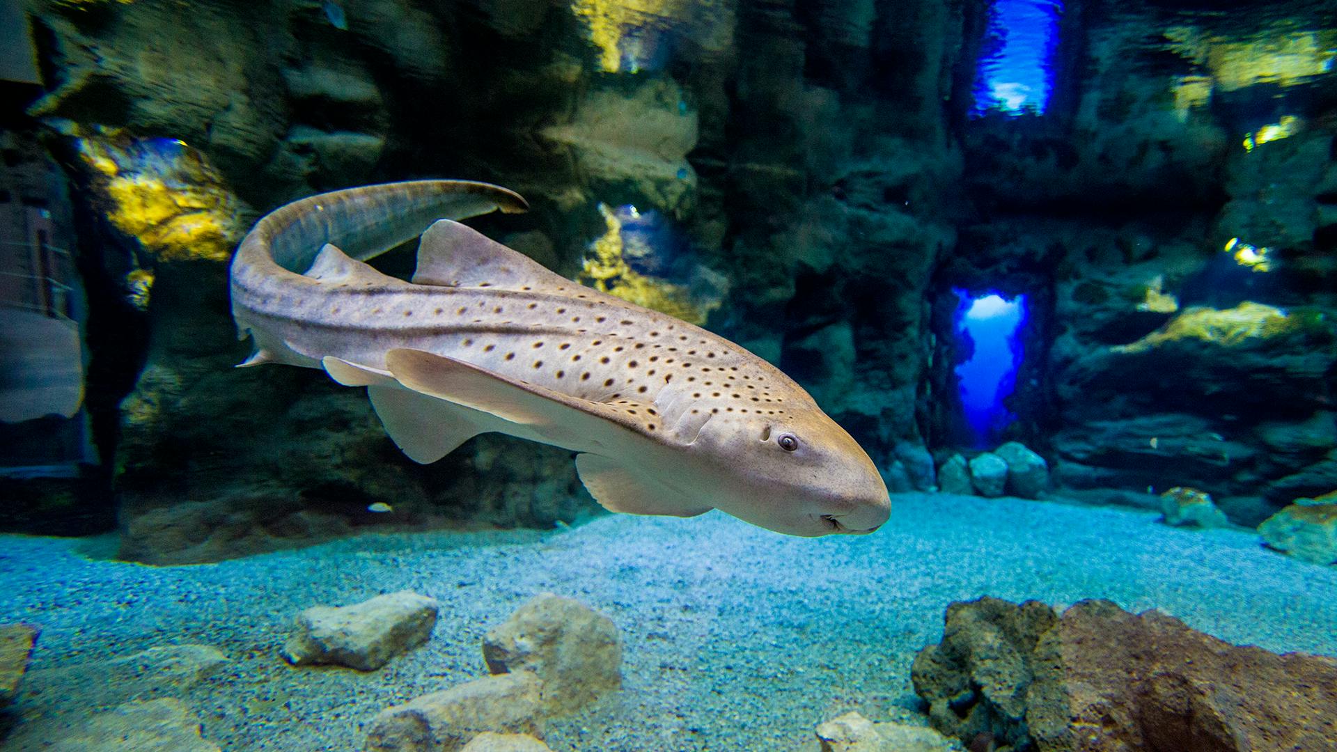 斑马鲨在水族馆中游泳，周围是岩石和沙质地板，洞穴和蓝光背景。