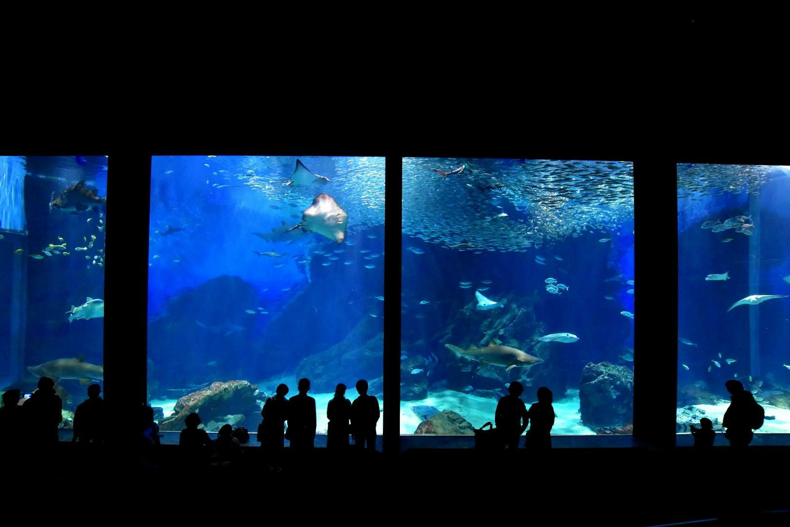 Uminonakamichi Marine World: Admission Ticket