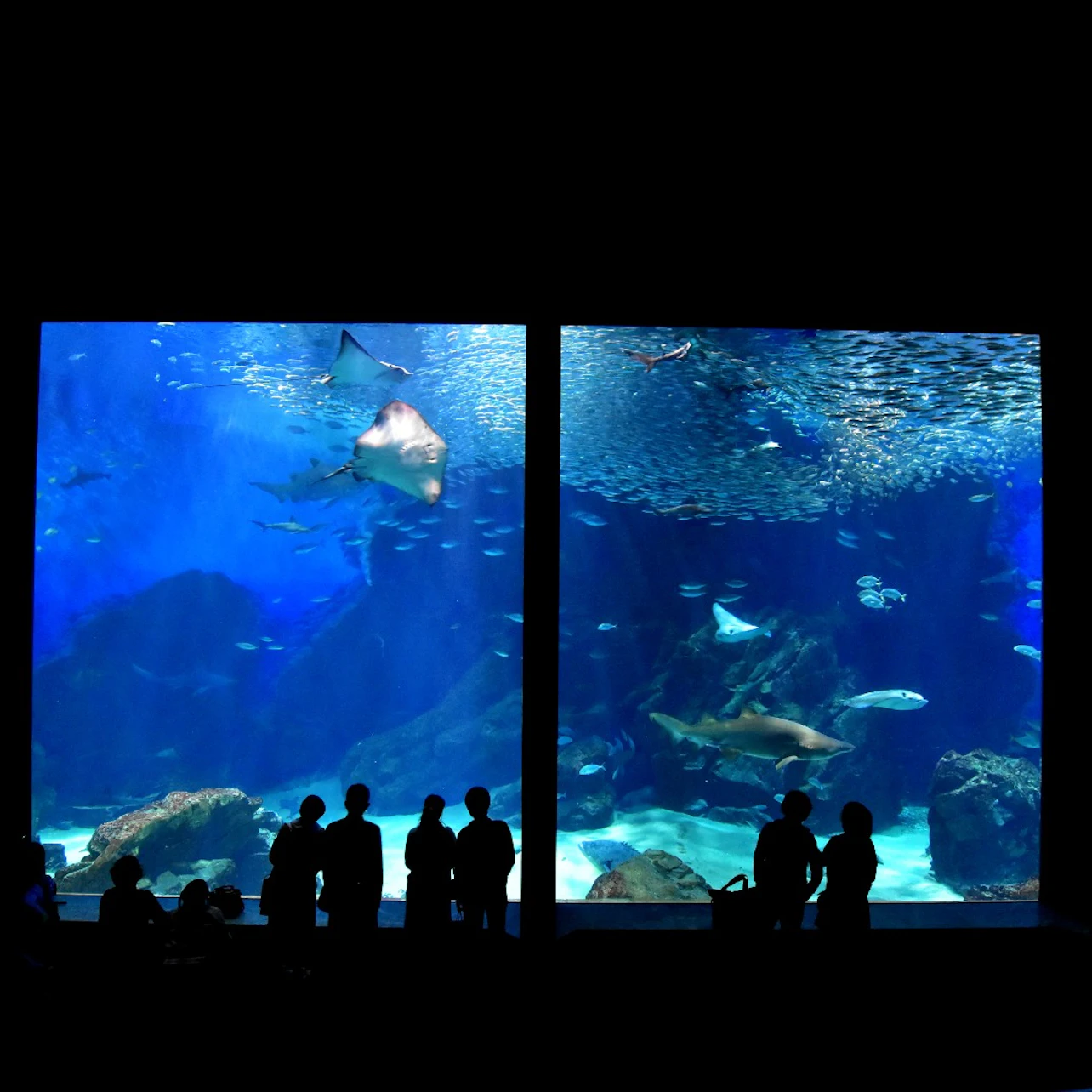 People silhouetted against a large aquarium display with various fish and sharks swimming in a blue-lit tank.