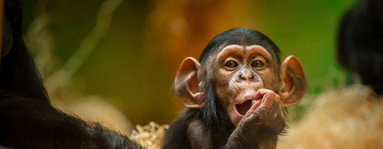 ZOO Antuérpia: bilhete de entrada