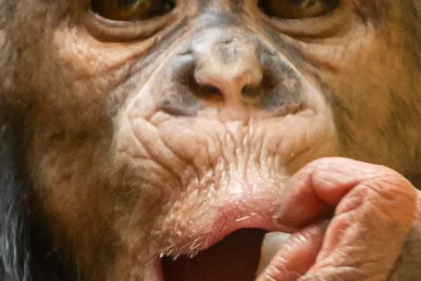 ZOO Anvers : Billet d'entrée