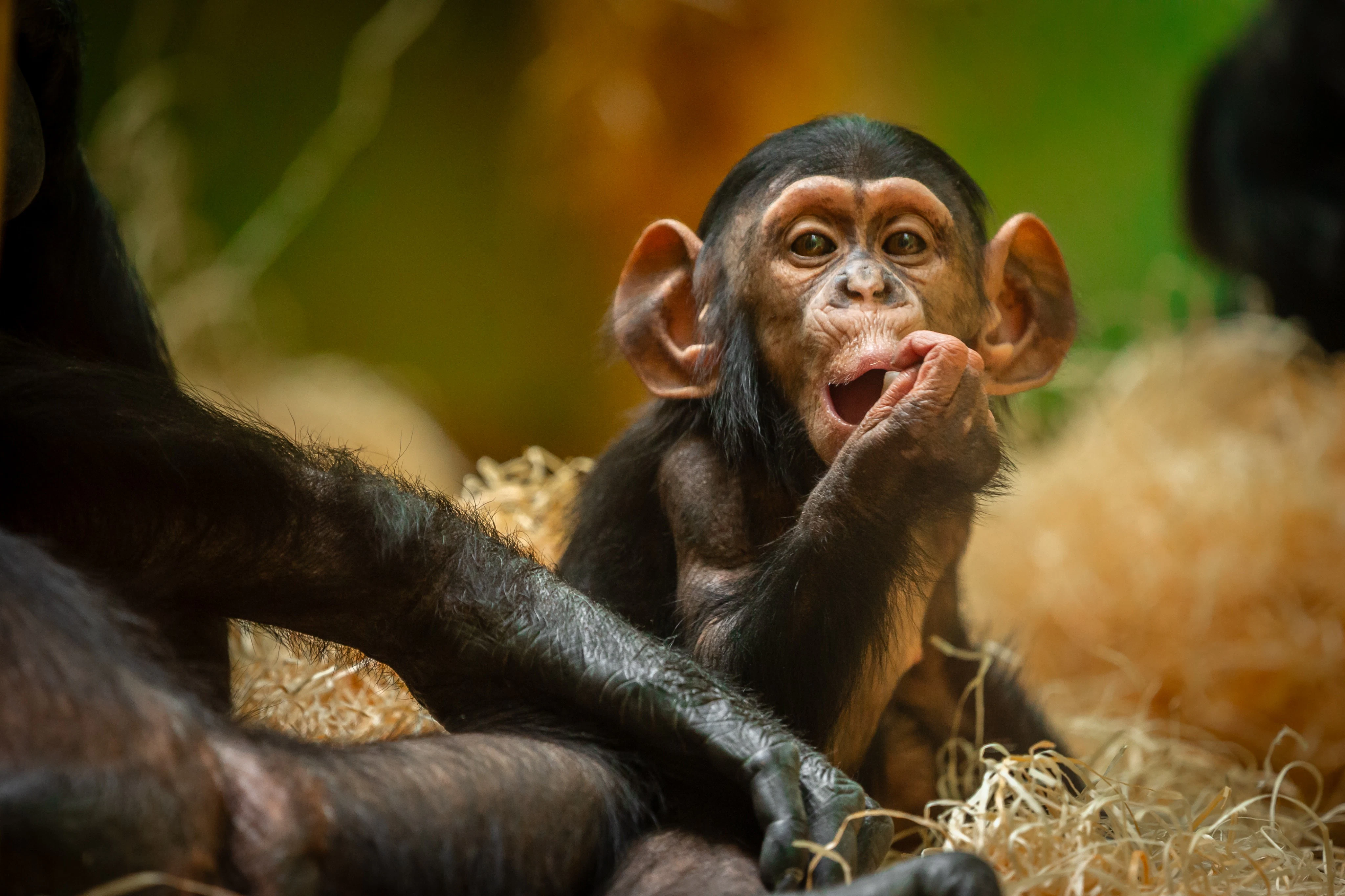ZOO Antwerpen: Entry Ticket