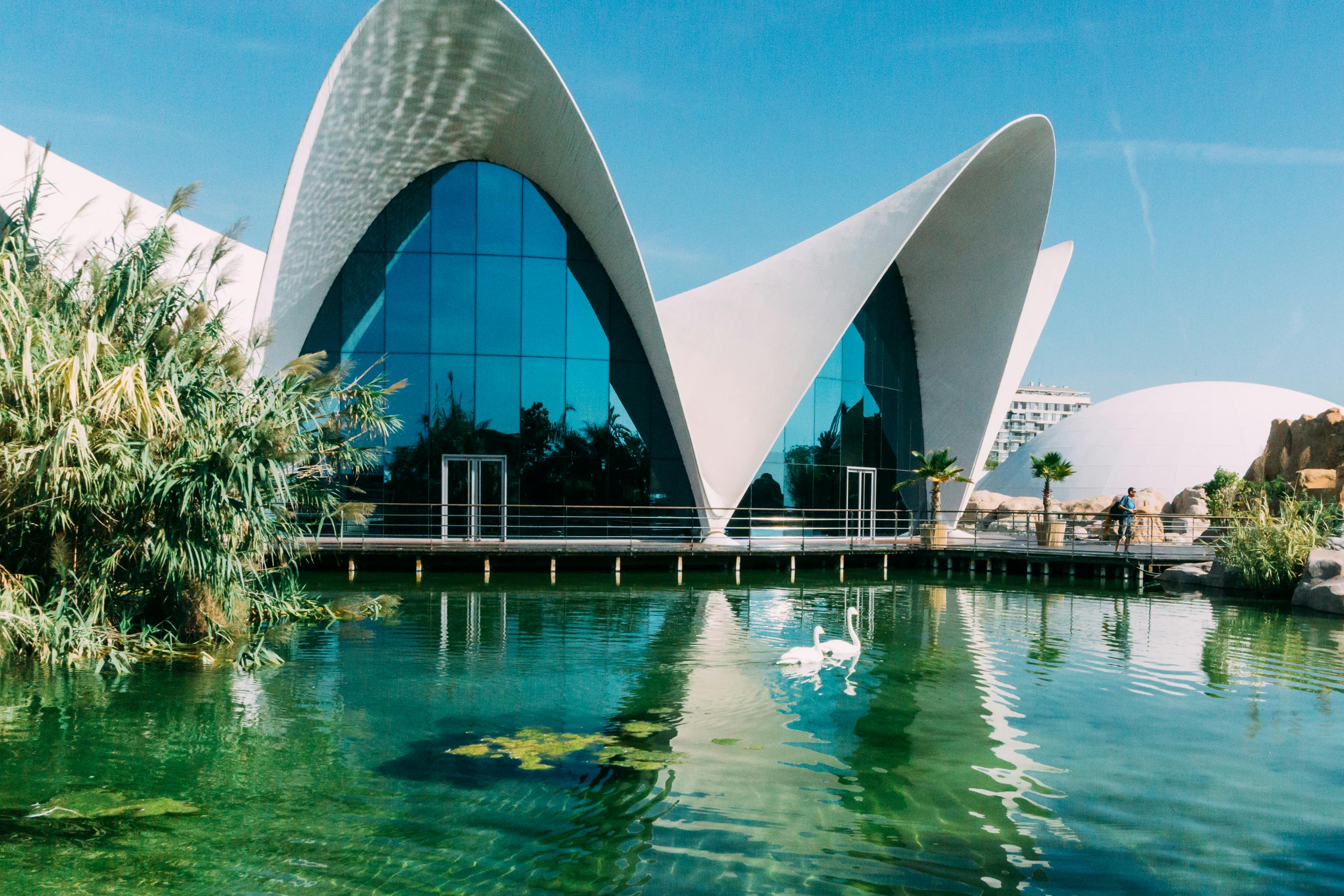 지붕이 구부러진 현대적인 흰색 건물이 두 마리의 백조가 있는 녹색 연못에 반사됩니다. 연못 옆에 야자수가 보입니다.