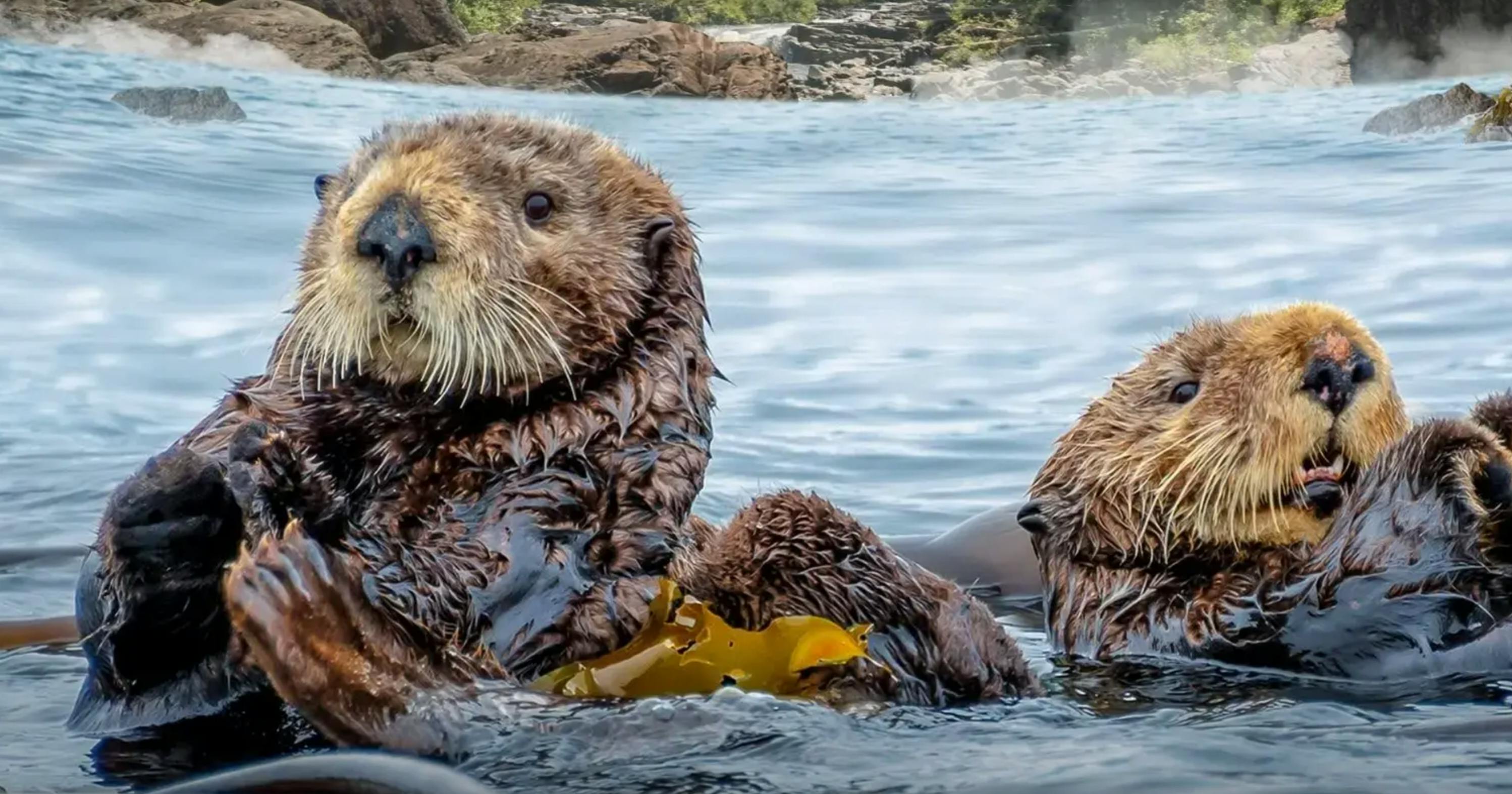 Simons Theatre: Sea Otters – A Wild Family Adventure 5