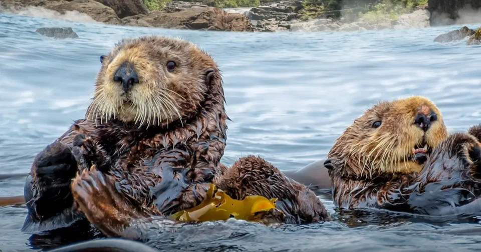 Two sea otters floating in water, holding kelp, with a rocky shoreline and greenery in the background.