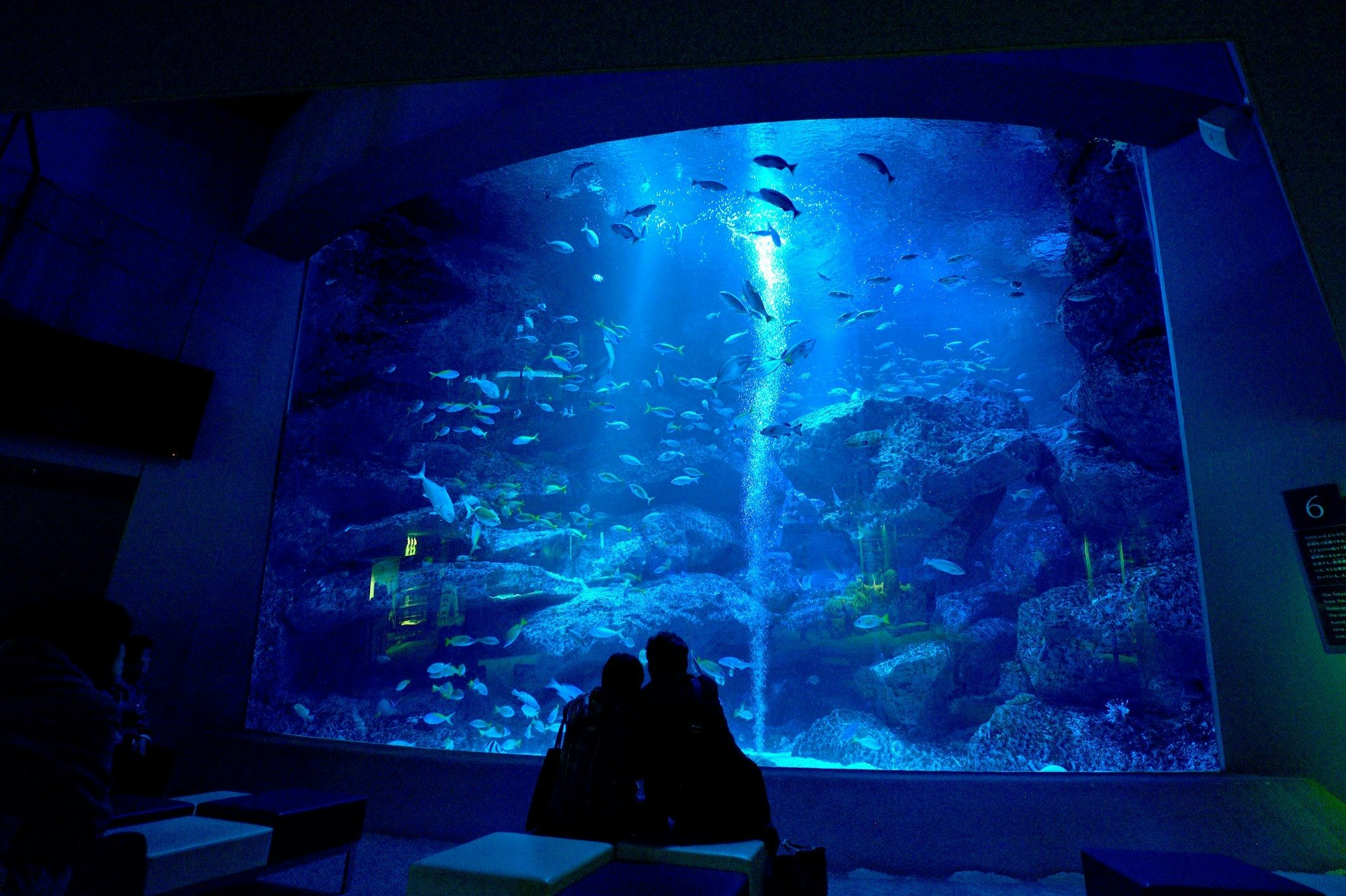 現貨SUMIDA 墨田水族館 すみだ水族館🐟 魅力的な水槽がたくさんある都市型水族館🐠 何度